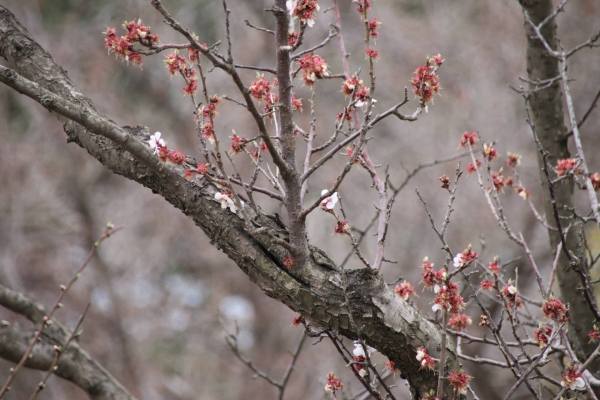 강릉 오죽헌의 ‘율곡매’는 나무의 80% 정도가 고사한 상태다. 하지만 여전히 살아 있는 나무가지에서 매화 꽃망울을 펴고 있다.