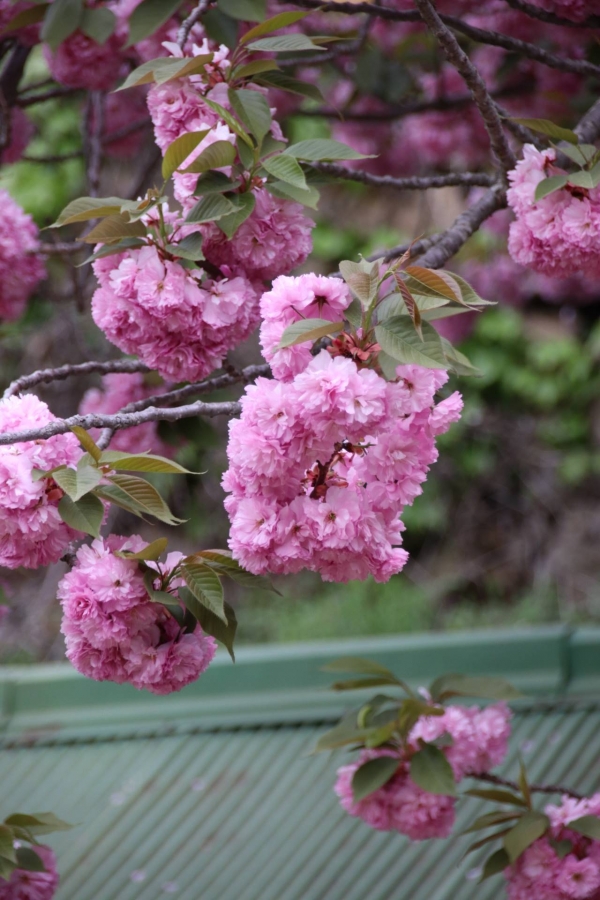 3월부터 봄소식을 알려줬던 벚꽃은 4월에도 겹벚꽃으로 깊어가는 봄을 확인하게 해준다. 사진은 충남 서산 개심사의 겹벚나무다.