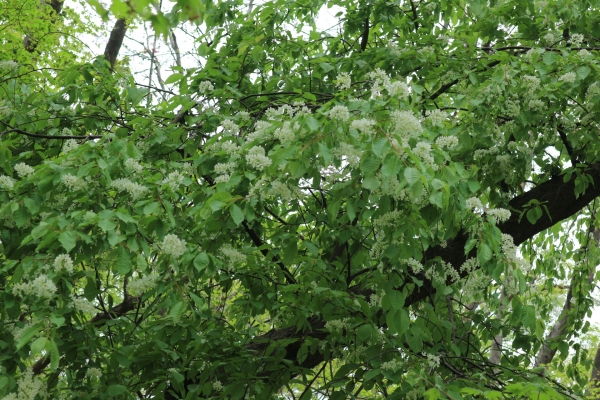귀룽나무는 멀리서 보면 구름처럼 꽃이 피어있다고 하여 북한에서는 구름나무라고 불린다고 한다. 나무의 수형이 용트림을 하는 모습이어서 구룡나무라 불리다 나중에 귀룽나무가 되었다고 한다. 사진은 귀룽나무의 꽃이다.