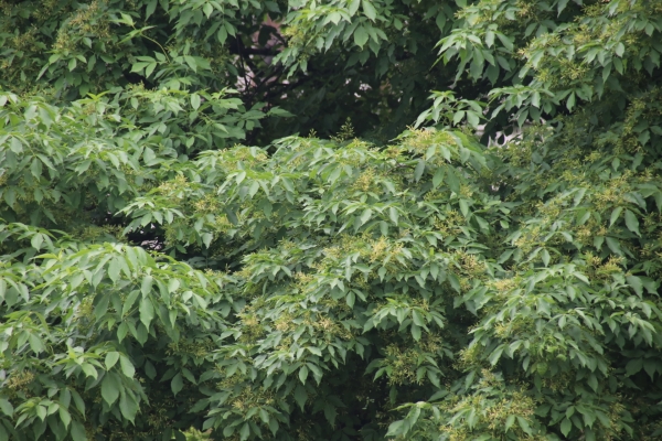 물푸레나무는 재질이 강해 조선시대에는 무기와 농기구의 주재료로 사용됐으며, 특히 태형도구인 곤장을 이 나무로 만들었다고 한다. 이런 재질의 특성은 오늘에도 이어저 야구 배트와 밝은 색의 가구를 만들 때 주로 이용한다고 한다. 사진은 파주 교하에 있는 물푸레나무의 이파리 사진이다.