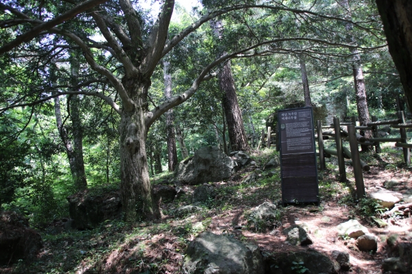 전남 해남의 녹우당 뒷산에는 바위의 기운을 막기 위해 인공적으로 조림한 비자나무숲이 있다. 천연기념물로 지정된 비자나무는 뽀족하면서 서로 맞보고 있는 이파리가 20~40개 정도 나있다.