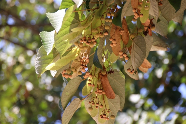 보리수나무라 일컫는 피나무의 열매는 가을이 되면 까맣고 단단해져 염주를 만드는데 사용된다. 이 나무의 껍질은 섬유질이 좋아 지붕재 및 신발의 소재로 사용됐으며 나무는 가구 및 조각재로도 많이 사용돼 왔다. 사진은 8월 여물어가는 피나무의 열매다.