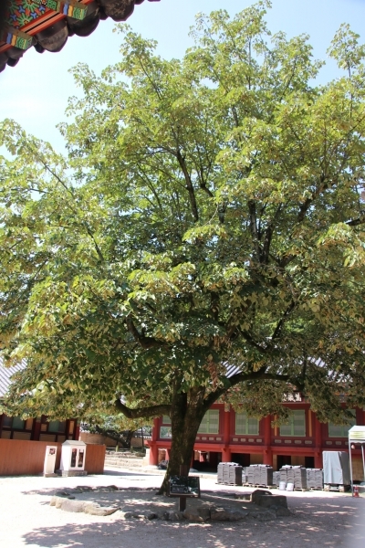 보리수나무는 석가모니가 이 나무아래에서 깨달음을 얻었다고 해서 불교에서는 상징수로 받아들여지는 나무다. 그래서 우리나라의 많은 절집에는 이 나무가 있으며 귀한 대접을 받고 있다. 사진은 전남 장성에 있는 백양사 절마당에 있는 보리수나무다. 그러나 실제 이 나무는 피나무에 해당한다.
