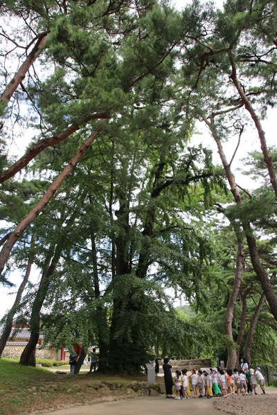 소수서원의 담장 밖에는 아름두리 소나무 150여 그루가 있으며 500년 이상된 것으로 추정되는 은행나무 두 그루가 서원 입구 양쪽에 서 있다. 사진은 솔숲 가장자리에 있는 은행나무 모습이다.