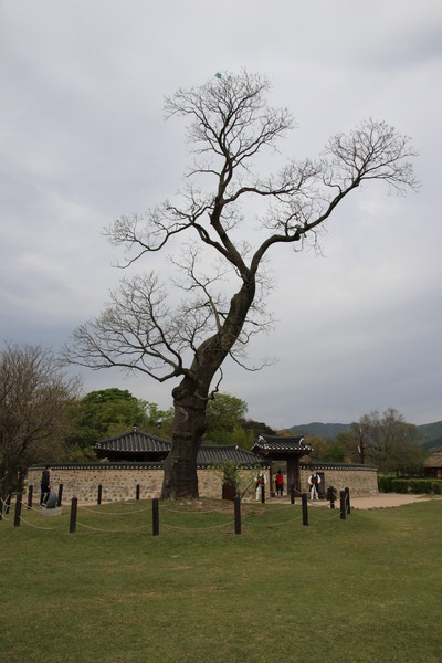 충청남도 서산에 있는 해미읍성에는 600년 정도 된 회화나무 한 그루가 우뚝 서 있다. 흔히 학자수라고 일컬어지는 나무지만, 천주교 박해가 심했던 조선 후기, 이 나무는 교수목이 되기도 했다. 올 4월 찍은 사진이지만, 아직 이파리조차 내지 않고 나목을 보여주고 있다.