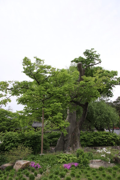 느티나무는 우리나라의 노거수 중 절반을 차지할 정도로 전국에 걸쳐 많이 자라고 있다. 넓은 그늘을 만들어줘 정자나무가 돼 주기도 하고, 마을을 지켜주는 당산나무가 되기도 한다. 사진은 충남 서산의 해미읍성 안에 있는 느티나무다.
