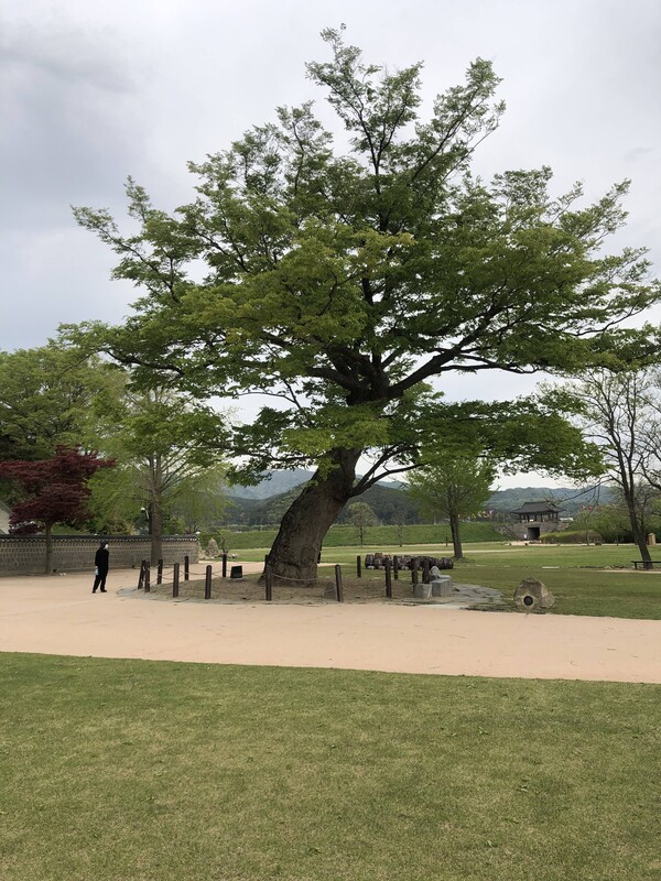 성리학의 세계에선 회화나무와 같이 선비의 표상처럼 받들어지는 느티나무. 그래서인지 서울의 궁궐에도 느티나무는 많이 자라고 있다. 창덕궁과 창경궁에는 아름드리 느티나무가 몇 그루 있는데 사진은 창덕궁에 있는 나무다.