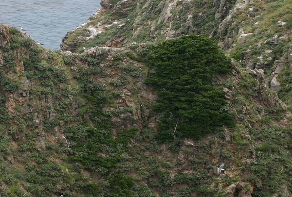 독도에는 46여 종의 식물이 자라고 있다고 한다. 이 나무 중 가장 수령이 오래된 것이 100년을 넘어선 사철나무다. 극한의 추위와 바람을 이기고 자생지를 형성하며 살아가고 있는 사철나무라는 점을 고려해서 문화재청에선 '천연기념물'로 지정해 관리하고 있다.