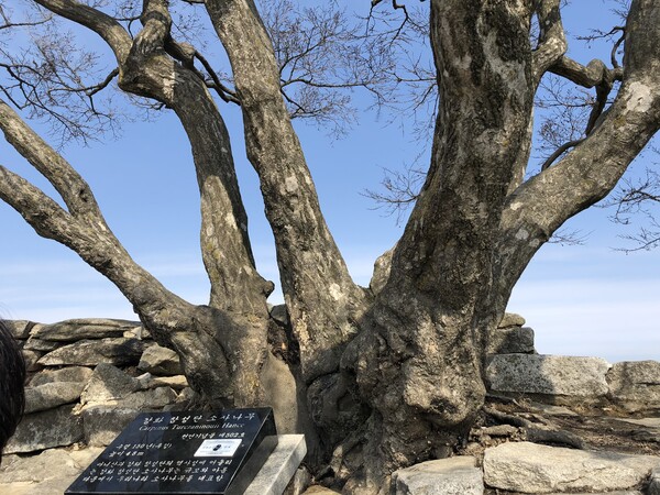 ▲강화도 마니산의 참성단에는 외로이 서있는 소사나무 한그루가 있다. 이 나무는 해풍에도 불구하고 강한 생명력을 가진 나무로 천연기념물 제502호로 지정돼 있다.