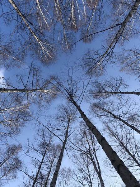 멀리서도 하얗게 빛나는 자작나무 숲은 시베리아와 동아시아에서는 하늘과 땅을 연결짓는 세계수로 여겼다. 추운 날씨와 잘 어울리는 자작나무는 개마고원과 백두산 등 주변에 많이 자란다. 사진은 강원도 인제 원대리의 자작나무 숲에서 바라본 하늘이다.