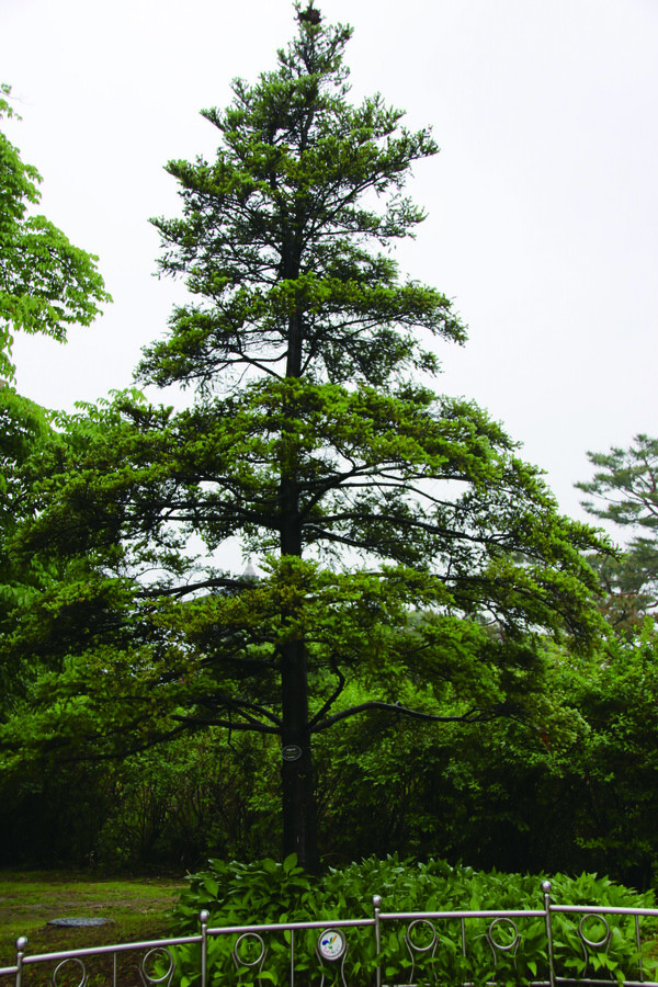 구상나무는 우리 나라에만 있는 희귀수종이다. 한라산과 지리산 등 남쪽의 1,000미터가 넘는 산의 고산부에서 주로 식생하는 나무다. 하지만 지구 온난화로 멸종위기종이 되었다. 사진은 일산 호수공원에 있는 구상나무다.