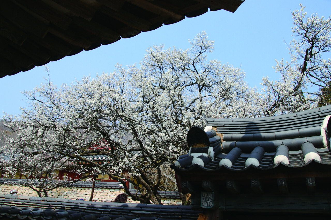 조계산 선암사에는 수십 그루의 매화나무가 봄의 절정을 보여주고 있다. 사진은 원통전에서 바라본 수령 650년의 선암매(천연기념물 488호) 사진이다. 하얀색 꽃을 피운 백매가 기품이 가득 들어 있는 모습이다.