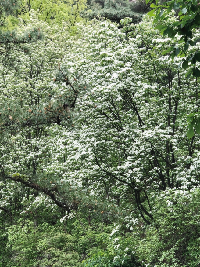 5월이면 하얀색 꽃을 개화하는 나무들이 부쩍 늘어난다. 5~6월에 꽃을 피우는 나무가 많은 가운데 그중 절반은 하얀색이니 더욱 그렇게 보이는 것이다. 사진은 지난 주말 서울 북악산의 팥배나무다.