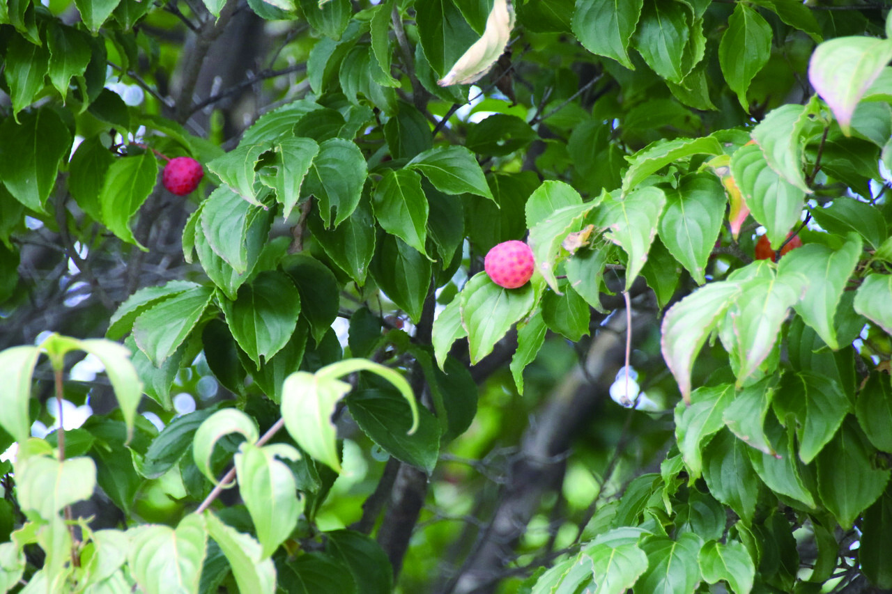 산속에 있던 산딸나무는 요즘엔 관상용으로 많이 식재돼 공원과 고궁에서 자주 볼 수 있다. 가을이 되면 산딸나무는 붉은색 딸기모양의 열매를 맺는다. 봄의 꽃은 하늘을 향해 피우지만, 열매는 익어갈수록 땅을 바라본다. 그래서 붙여진 이름이 산딸나무다. 열매의 맛은 달고 시다. 식용과 약용으로 주로 사용된다.