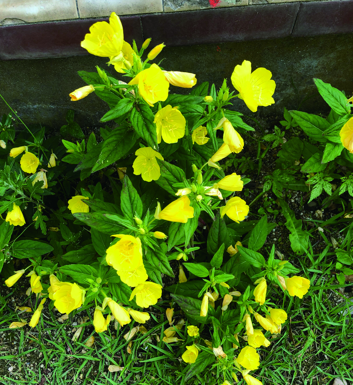 노란색 달맞이꽃은 요즘이 제철이다. 논두렁이든 어디든 쉽게 찾을 수 있다. 그런데 토종이 아니라 해방즈음에 들어온 귀화식물이다.