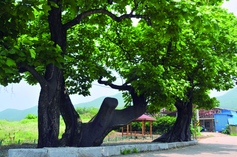 개오동나무는 중국이 원산지이다. 따뜻한 남쪽 지방에서 주로 자란다. 오동나무 만큼 쓰임새가 많아 가구는 물론 악기 제작에도 쓰였다. 사진은 경북 청송에 있는 천연기념물 제401호로 지정된 400년된 개오동나무다.