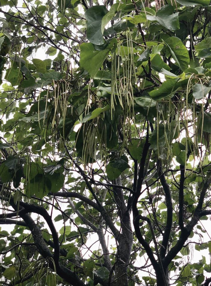 개오동나무의 열매는 길게 늘어뜨리는 형태로 맺힌다. 주로 이뇨제 및 신장염 등의 중상에 특효가 있는 것으로 알려져 있다. 특히 겨울에도 열매가 매달려 있어 추운 계절에도 개오동나무를 쉽게 구별할 수 있다.