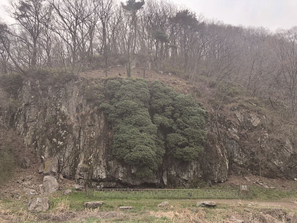 전북 고창 선운사에는 3가지 천연기념물이 있다. 동백나무숲과 도솔암 장사송, 그리고 선운사 입구에 있는 천연기념물 제367호로 지정돼 있는 송악이다. 송악은 서남해안과 섬지역에서 주로 자라며 내륙에서는 고창이 북한계선이다.