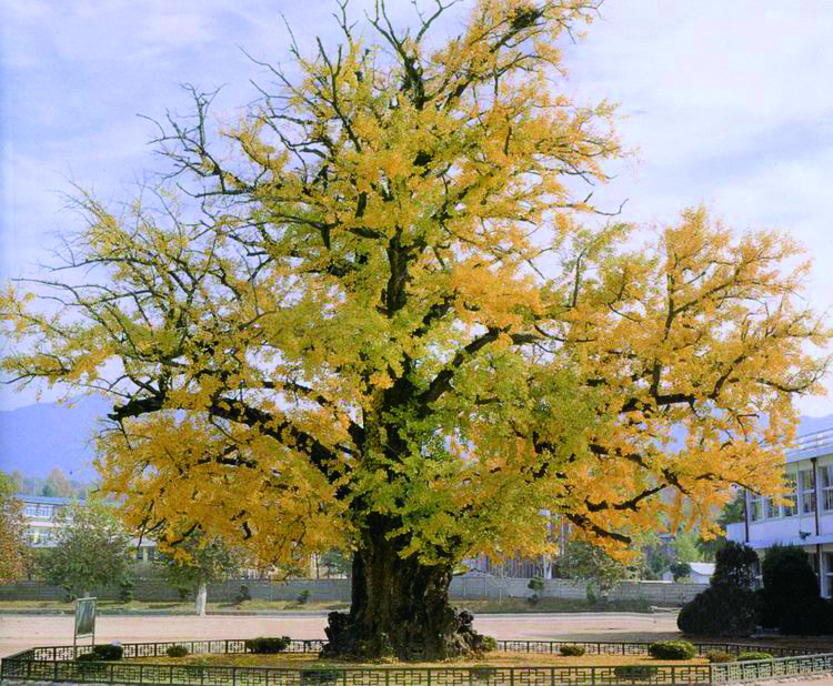 읍내리 은행나무는 마을을 상징하는 나무로서, 또는 백성을 사랑하는 고을 성주를 기리고 후손들의 교훈이 되도록 하는 상징성을 가진 나무로서 문화적 가치가 클 뿐만 아니라 1000년 가까이 살아온 큰 나무로서 생물학적 보존가치도 크므로 천연기념물로 지정해 보호하고 있다.(사진=문화재청)