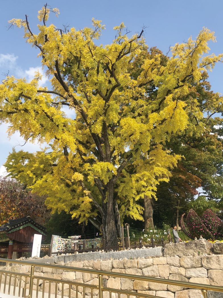 경기도 여주 신륵사는 남한강 변에 위치한 강변 사찰이다. 경내에는 600~700년 된 나무들도 많다. 사진은 은행나무와 참나무다.