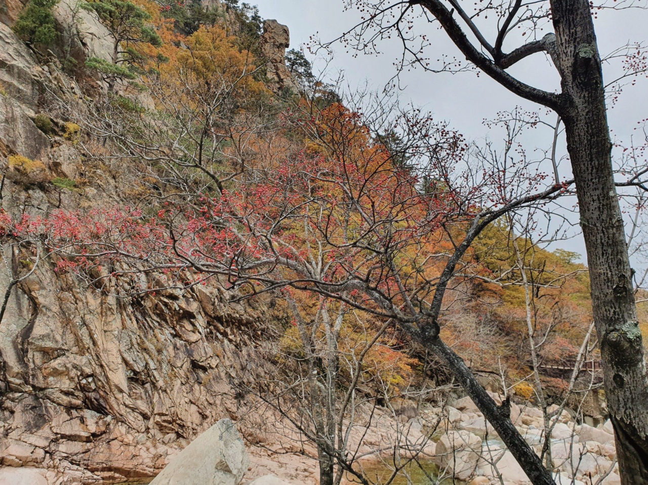마가목은 해발 500m이상의 고산지대에서 주로 자란다. 사진은 설악산의 마가목 나무다. 붉은 색 열매가 가을 단풍과 어우러져 설악을 더욱 붉게 만들고 있다.