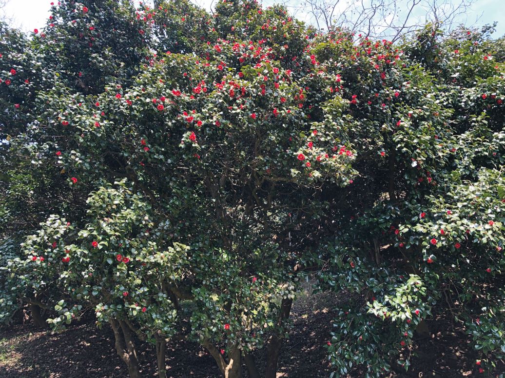 전북 고창 선운사는 동백꽃으로 유명한 곳이다. 30m넓이도 길게 띠처럼 식재된 동백나무는 산불로부터 사찰을 보호하는 방화림의 역할을 한다. 선운사의 동백은 벚꽃을 같이 만날 수 있는 4월이 최고라고 한다.
