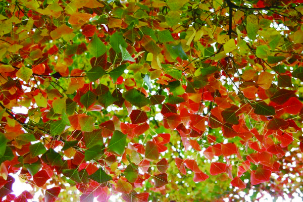 ▲가을이 되면 찬리포의 오구나무 잎은 붉게 물든다. 단풍이 아름답기로 유명한 나무다.(사진: 천리포수목원)