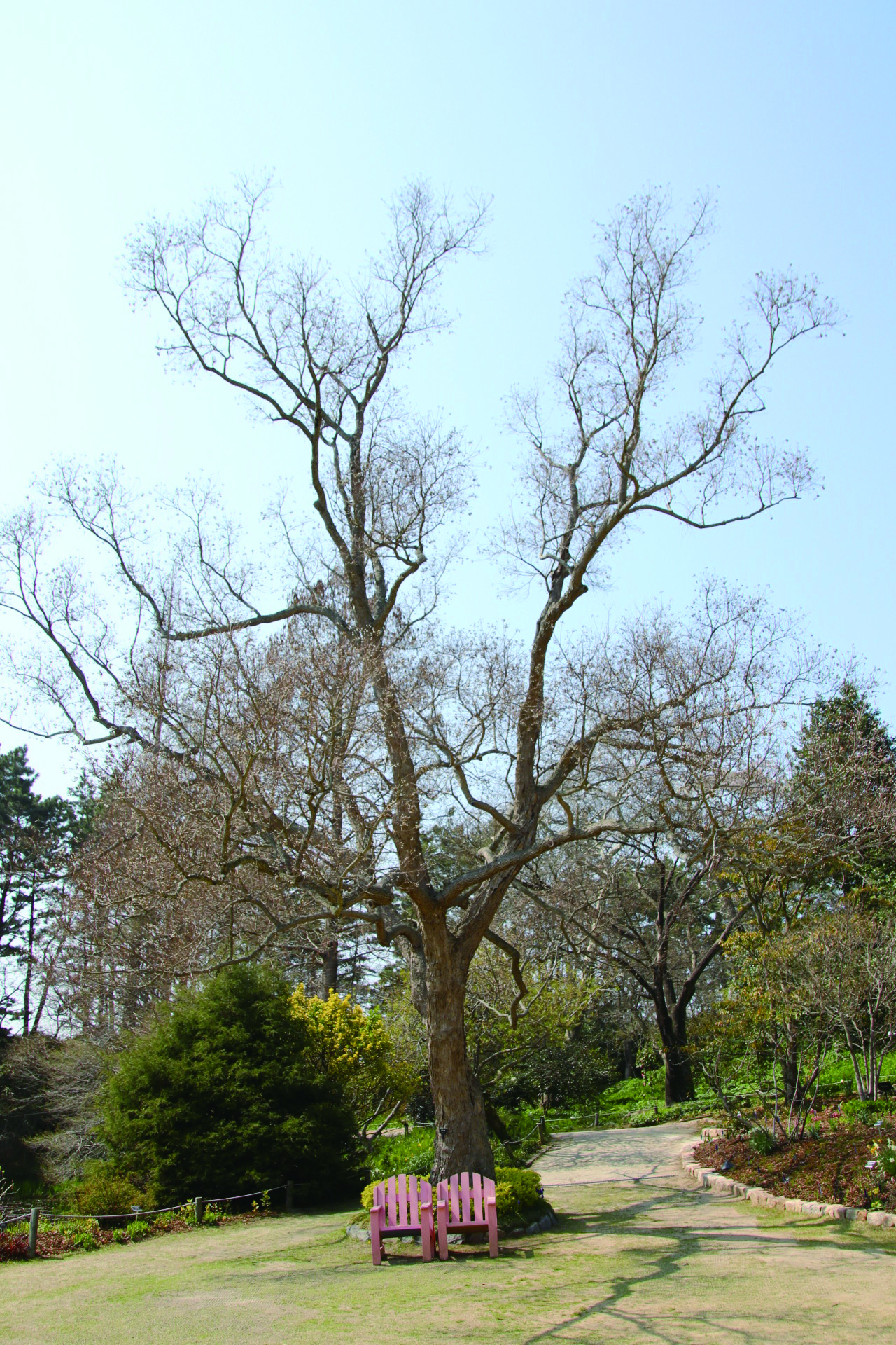 ▲천리포 수목원에 있는 오구나무. 국내에 식재된 나무 중에 가장 수형이 아름답다고 알려져 있다.