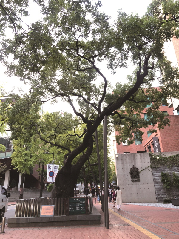서울 정동길 캐나다대사관 앞에 있는 회화나무는 수령이 570년 가량 됐다. 대한제국의 흥망을 함께하며 덕수궁을 살펴본 나무이기도하다.