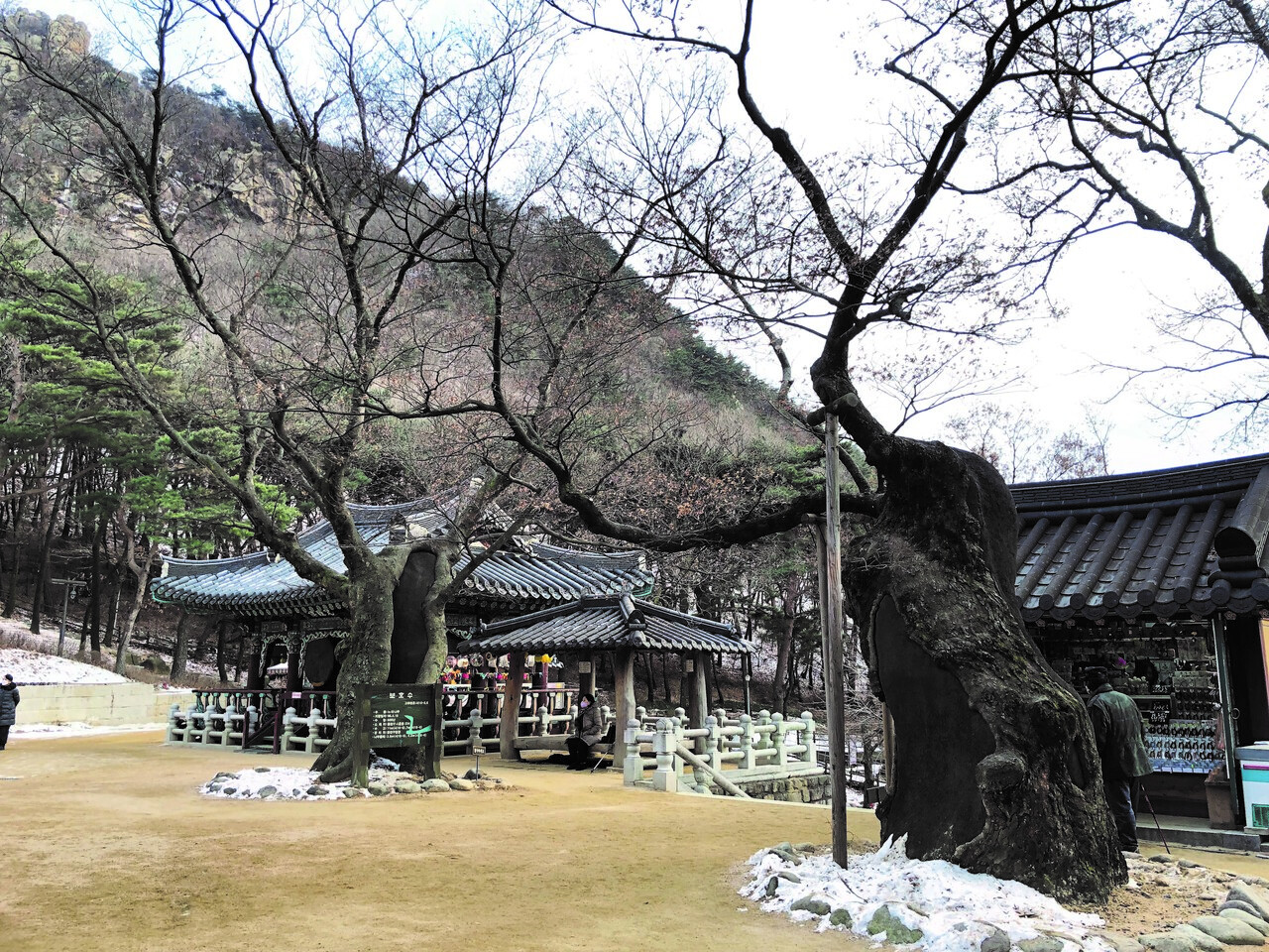 ▲ 사찰에 가면 500~1000년 된 느티나무를 만날 수 있다. 사진은 서울 호압사의 약사전 앞에서 자라고 있는 두 그루의 느티나무다. 500년 이상된 나무로 보호수로 지정돼 있다.