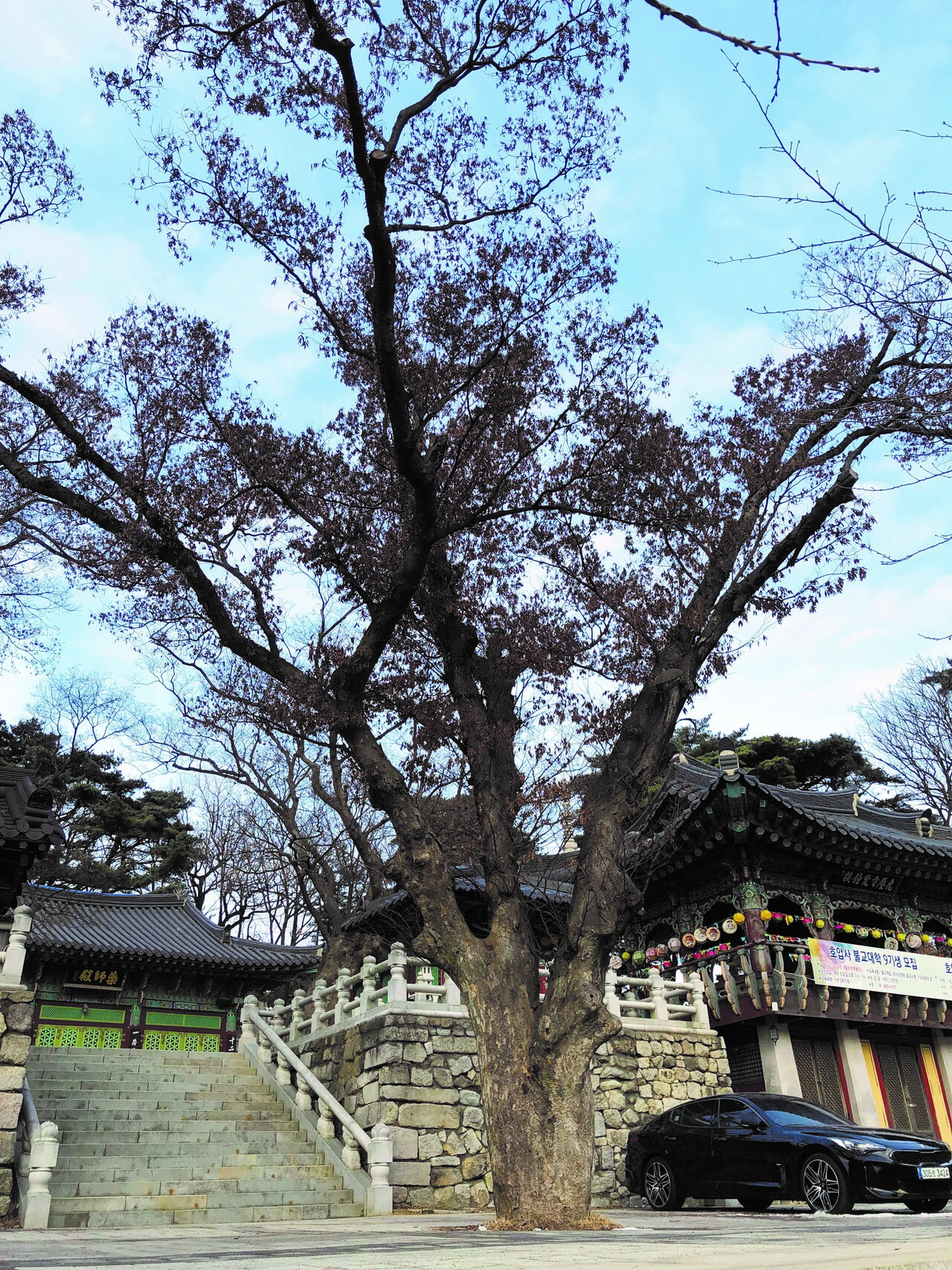 ▲ 느티나무는 낮은 구릉지 및 평지에서 잘 자라는 나무다. 사진은 서울 호압사의 느티나무