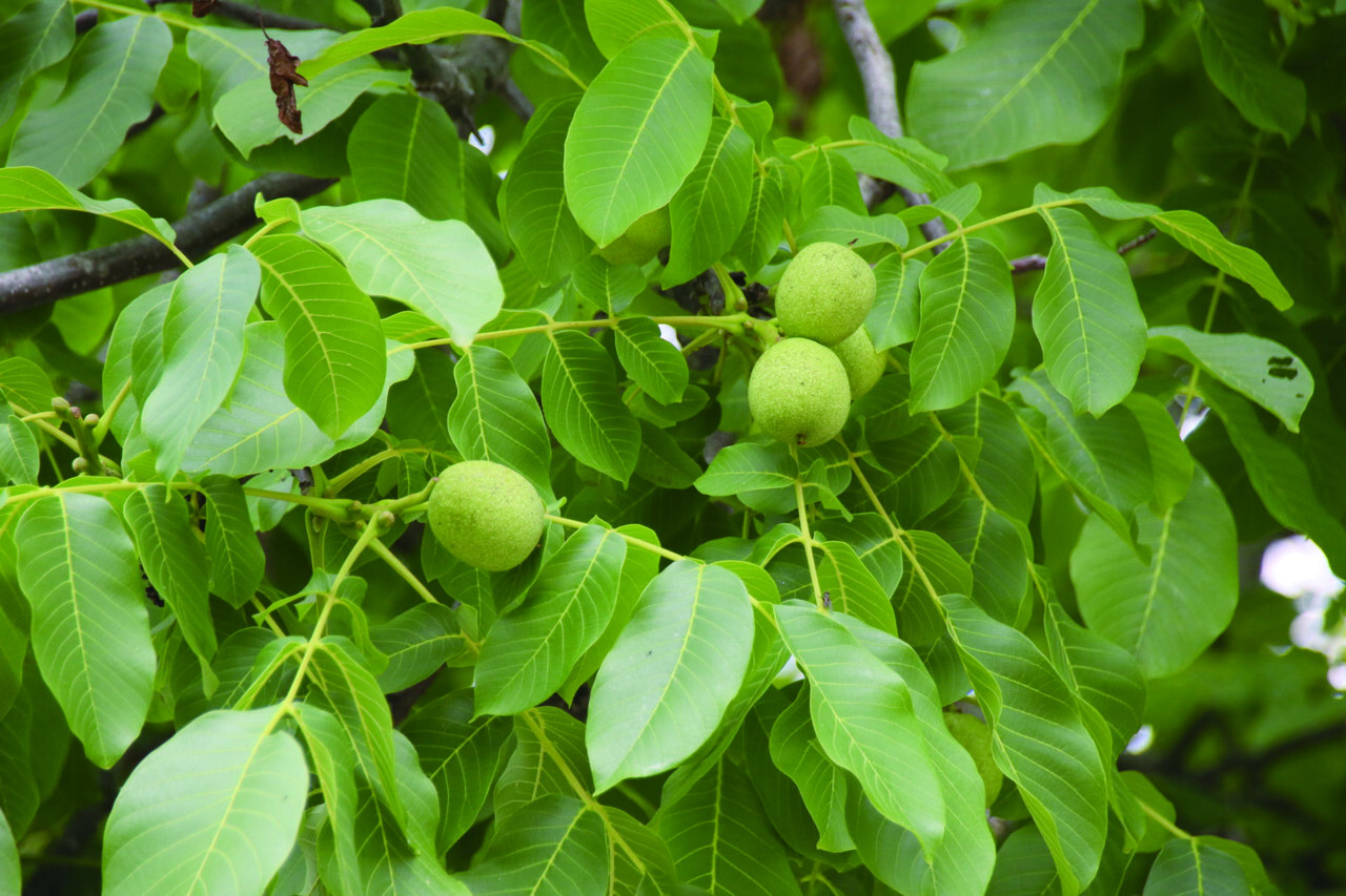 ▲ 호두나무는 9월쯤 열매를 맺는데 털이 없이 매끈한 모양새를 가진다. 우리가 보는 열매는 과피 안에 있는 열매다.
