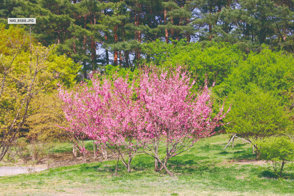 ▲ 4월 중순에 피기 시작하는 박태기나무는 자홍색 꽃색깔이 강렬해서 인상적인 나무다. 중국이 원산이며 우리나라 전역에서 발견된다. 집안의 울타리나무로도 자주 쓰이는 나무다. 사진은 경복궁에 있는 박태기나무다.