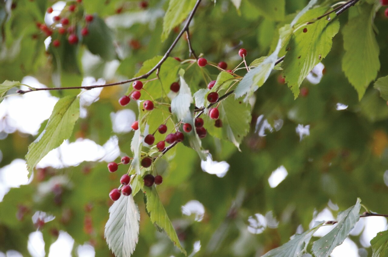 ▲ 팥배나무는 가을에 붉은색의, 팥 크기만한 열매를 맺는다. 나무에 주렁주렁 열린 모습을 보는 것은 꽃이 만개한 나무를 보는 것만큼 장관이다. 특히 잎이 다진 초겨울의 나무는 더 그렇다. 사진은 창경궁의 팥배나무 열매다.