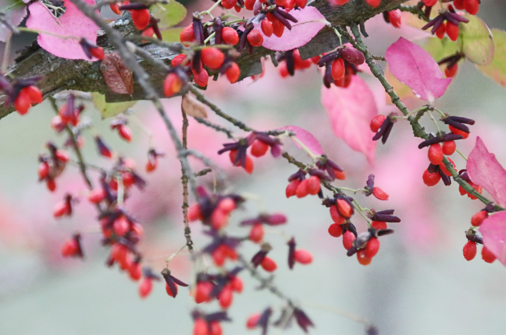 ▲ 봄에 피는 화살나무의 꽃은 존재감이 크지 않지만, 가을에 맺는 열매는 반대로 선명하다. 손님 맞을 준비를 하듯 잎과 열매가 곱게 차려 입은 모습이다. 그래서 줄기에 난 코르크 재질의 화살깃이 더 돋보인다.