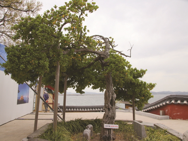 사철나무는 도시에서는 경계목, 농촌지역에서는 생울타리로 많이 심는다. 그래서 자연에서 자생하는 나무는 깊은 산에 들어가야 볼 수 있다. 사진은 충남 서산 간월도에 있는 간월암 사철나무로 수령은 250년 가량 됐다.