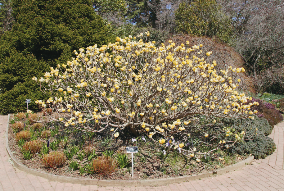삼지닥나무는 봄을 알리는 꽃 중 하나다. 황서향나무라는 이름을 따로 갖고 있을 만큼 향기도 좋다. 노란색의 꽃차례가 올라오면 나무는 노란 물결에 휩싸인다. 사진은 태안 천리포수목원에 있는 삼지닥나무다. 2023년 3월에 촬영한 사진이다.