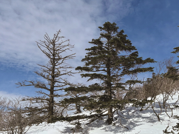 소백산 이북의 고도 1000미터 이상의 지역에서 볼 수 있는 분비나무 사진이다. 왼쪽은 기후변화로 고사한 나무다. 분비나무를 포함한 많은 침엽수들이 멸종위기에 내몰리고 있다.