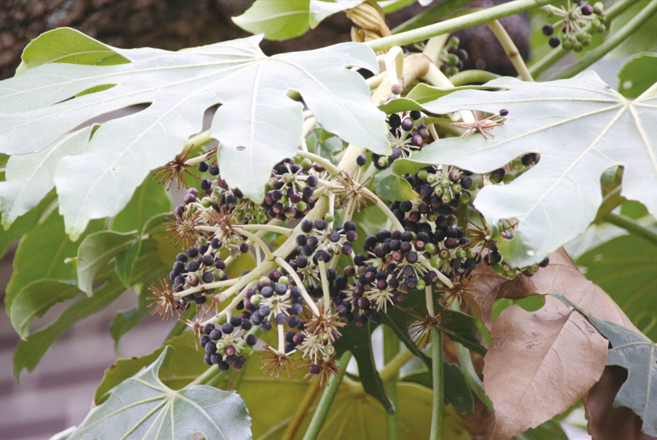 팔손이나무는 겨울에 꽃이 피고 3~4월에 열매가 맺는다. 처음에는 콩 크기의 녹색열매가 열리고 점점 새까만 색으로 변해간다.