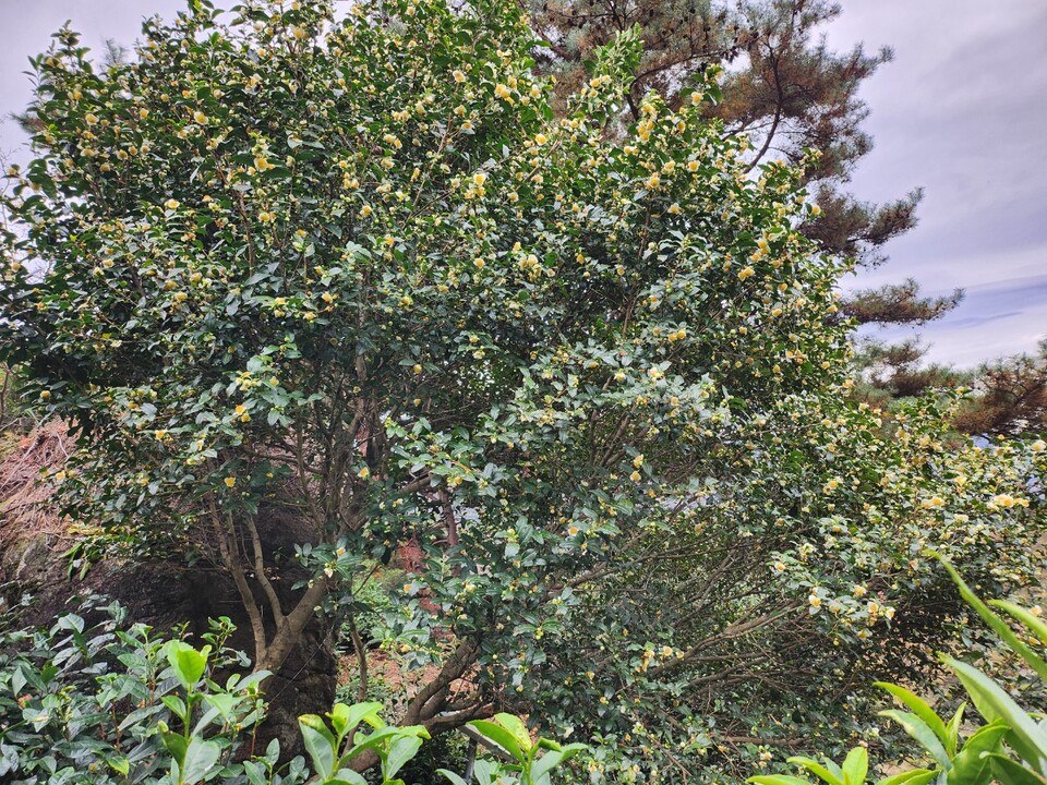 경남 하동에 있는 감로다원에는 보호수로 지정된 차나무가 있다. 사진은 한참 차꽃이 피어 있는 차나무다. (사진=감로다원)