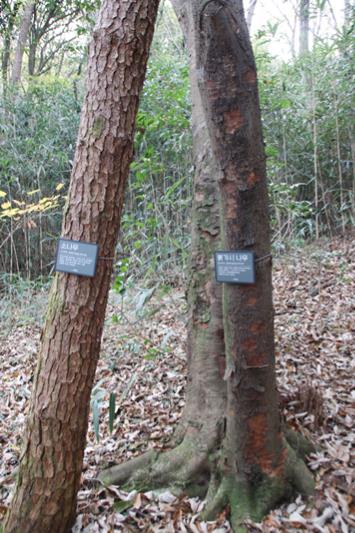 해남 달마산 미황사의 절경은 대웅보전에서 달마봉을 바라보는 풍광이다. 현재 공사중이어서 진경을 볼수는 없지만 조금 떨어진 공간에 달마산 정상을 바라볼 수 있다. (사진=김승호 편집위원)