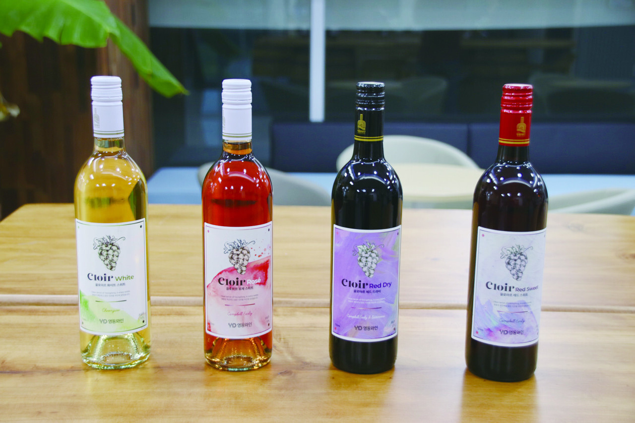 ▲ 지난해 문을 연 YD영동와인은 올해 첫 제품을 출시했다. 방문객이 늘면서 초창기 병입한 와인이 완판될 정도로 지역에서 인기몰이를 하고 있다. 사진은 YD영농조합의 4가지 와인이다. 브랜드명은 ‘끌로아르‘다. 왼쪽부터 화이트, 로제, 레드 드라이, 레드 스위트다.